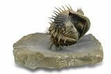 Enrolled Spiny Drotops Armatus Trilobite - Multi-Toned Shell #255441-4